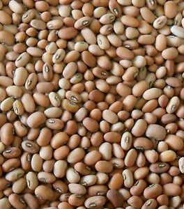 POONA PEAS 1KG