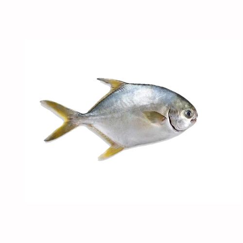 SILVER POMFRET WHOLE 500G
