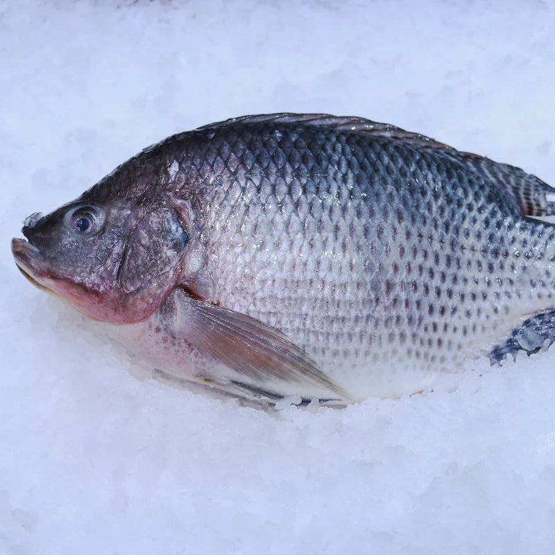 TILAPIA FROZEN