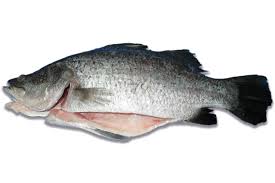 BARRAMUNDI GGS 600-800G