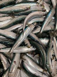 SARDINESS (PILCHARDS) 1KG